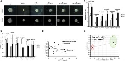Suppression of Hypertrophy During in vitro Chondrogenesis of Cocultures of Human Mesenchymal Stem Cells and Nasal Chondrocytes Correlates With Lack of in vivo Calcification and Vascular Invasion